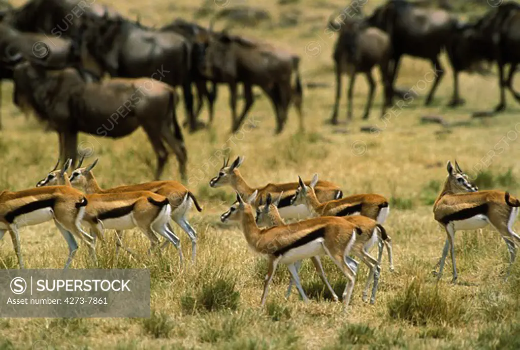 Thomson'S Gazelle, Gazella Thomsoni And Blue Wildebeest, Connochaetes Taurinus, Herd, Masai Mara Park In Kenya