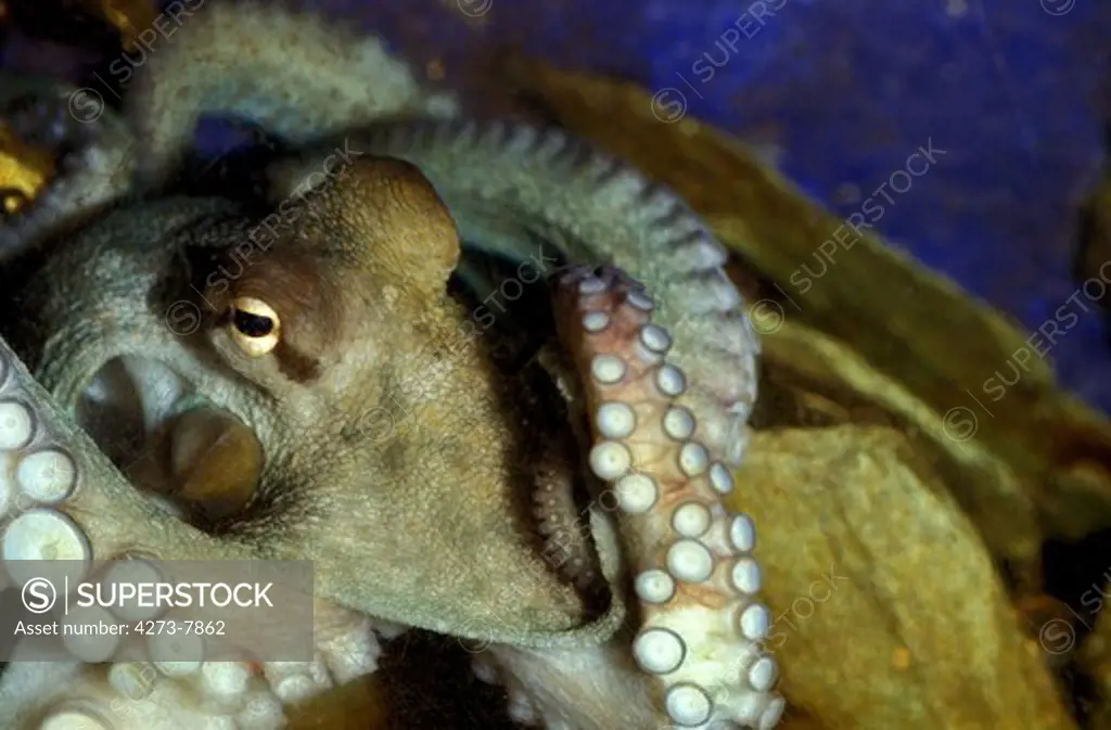 Common Octopus Octopus Vulgaris