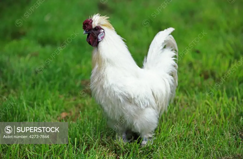 Domestic Chicken Called Negre Soie, Cockerel Standing On Grass
