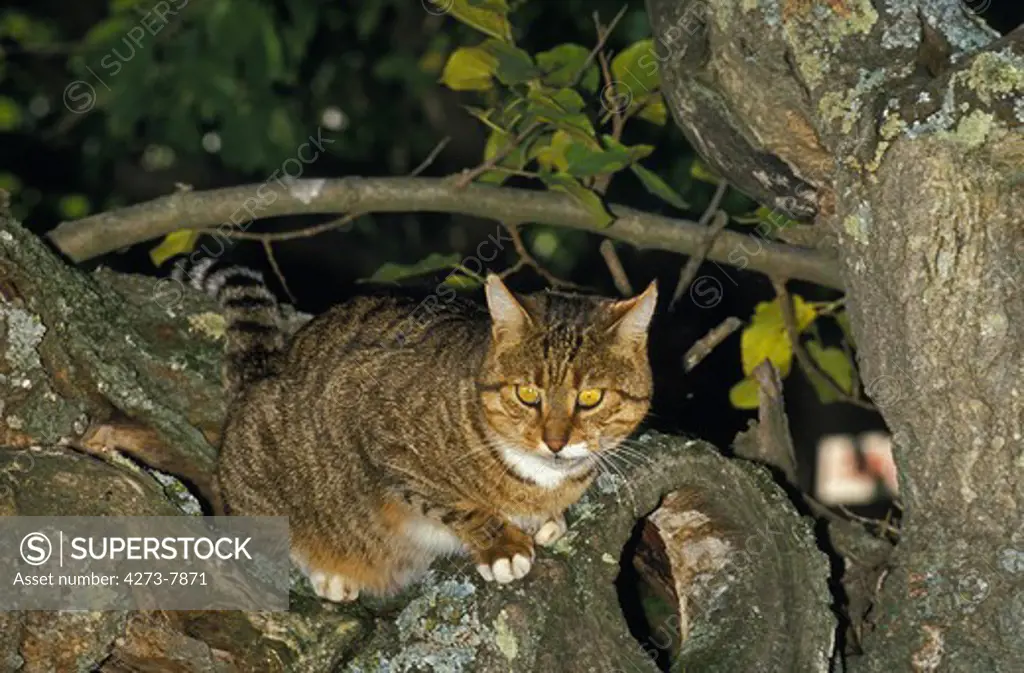 Brown Tabby And White Domestic Cat, Adult Standing In Tree
