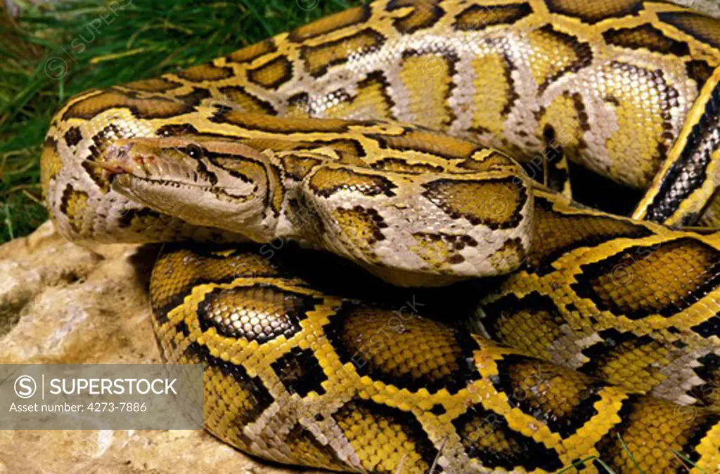 Indian Python, Python Molurus, Adult