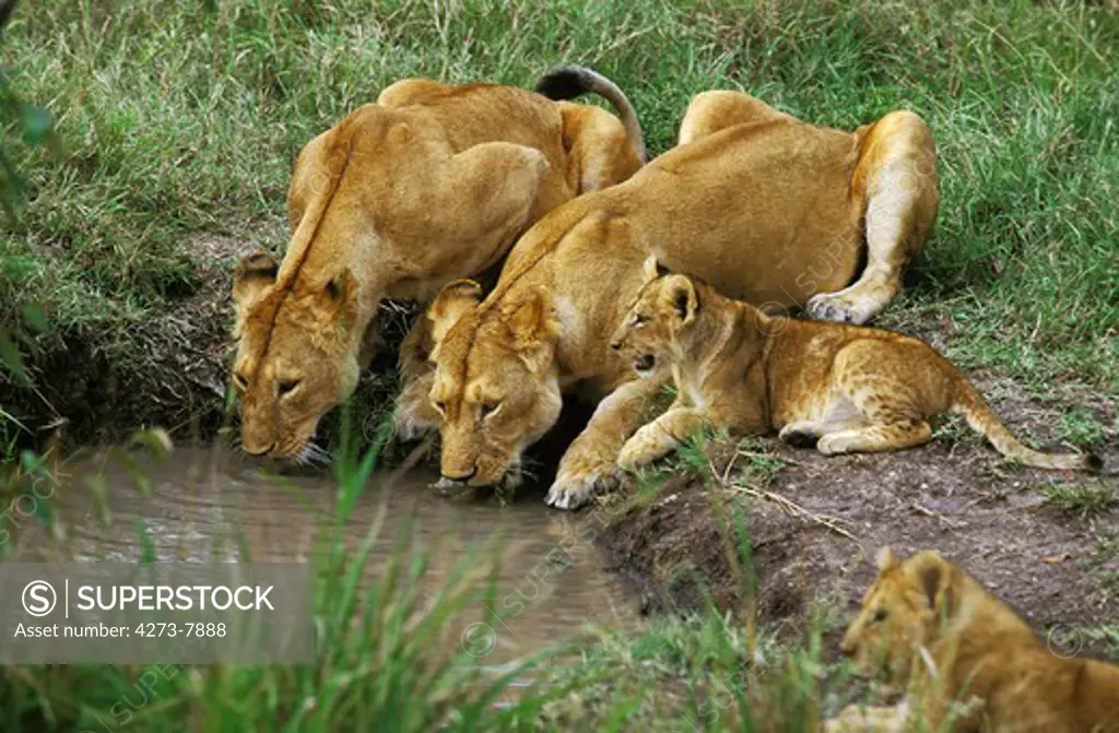 African Lion, Panthera Leo, Females With Cub Drinking At Water Hole, Kenya