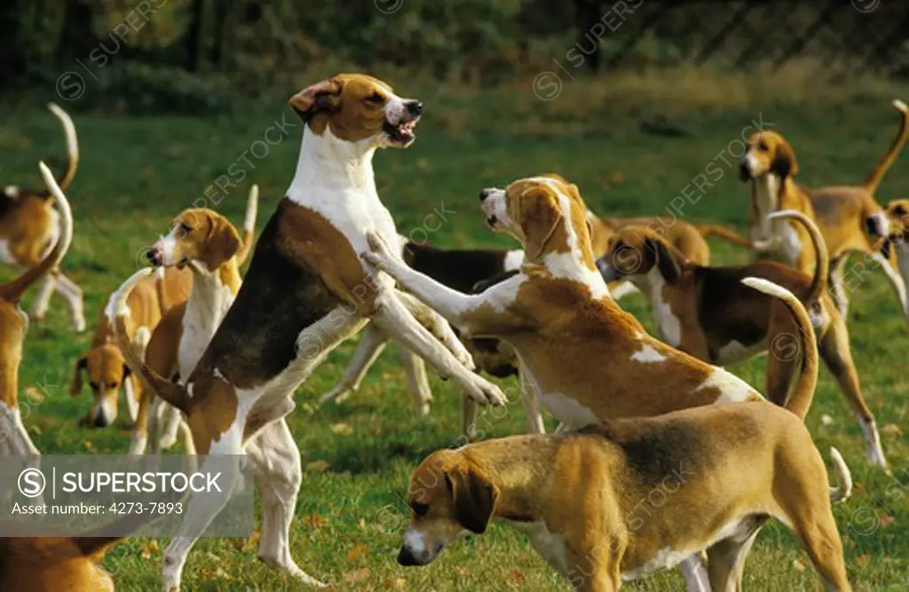 Great Anglo-French Tricolour Hound With Great Anglo-French White And Orange Hound, Pack