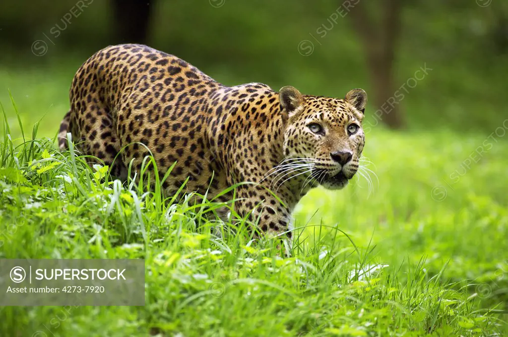 Sri Landkan Leopard, Panthera Pardus Kotiya, Adult Standing On Grass