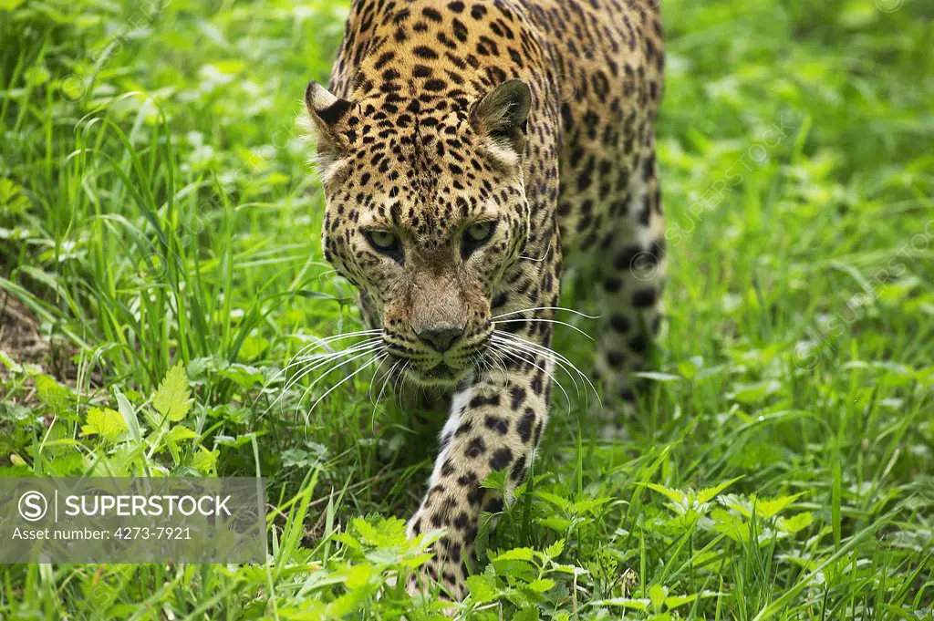 Sri Landkan Leopard, Panthera Pardus Kotiya, Adult Standing On Grass