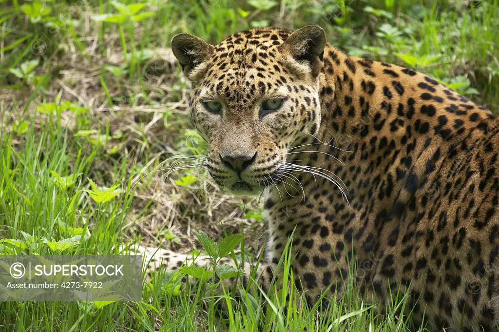 Sri Lankan Leopard, Panthera Pardus Kotiya, Portrait Of Adult