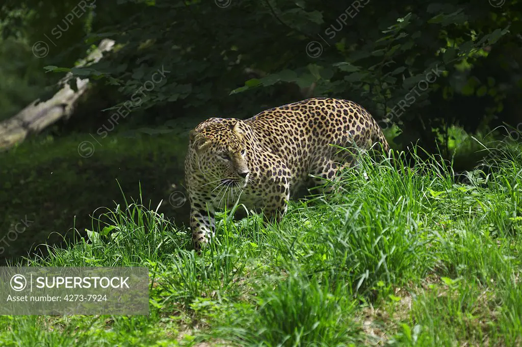 Sri Lankan Leopard, Panthera Pardus Kotiya, Adult