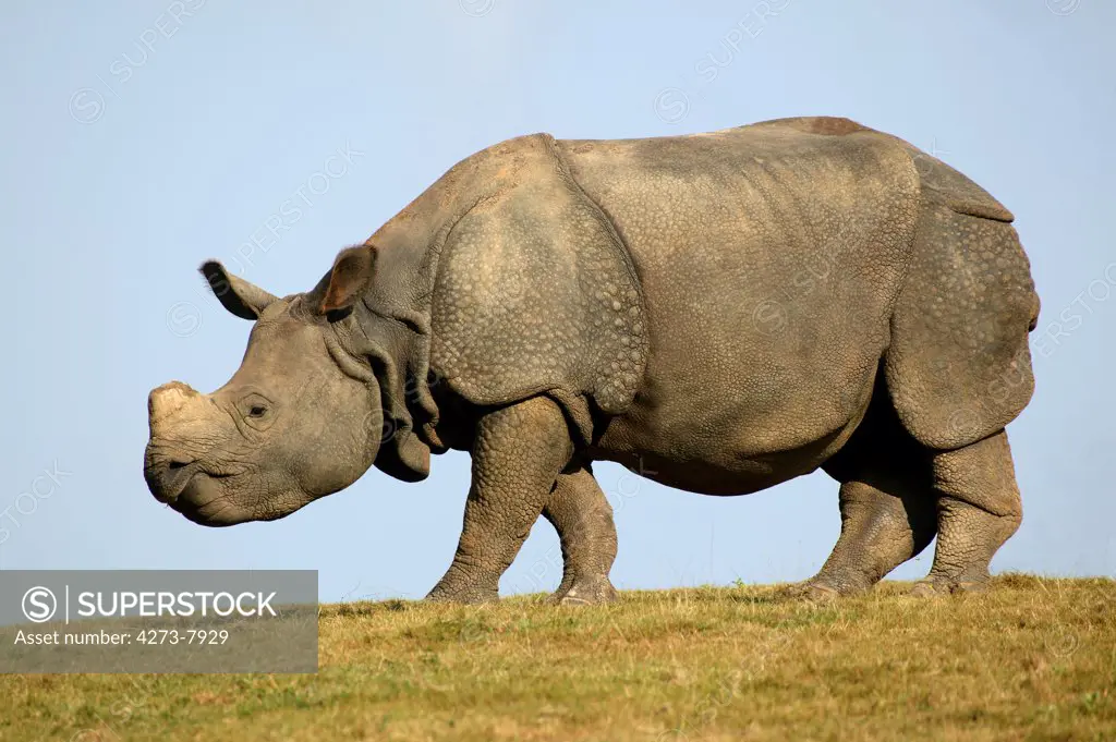Indian Rhinoceros, Rhinoceros Unicornis, Adult