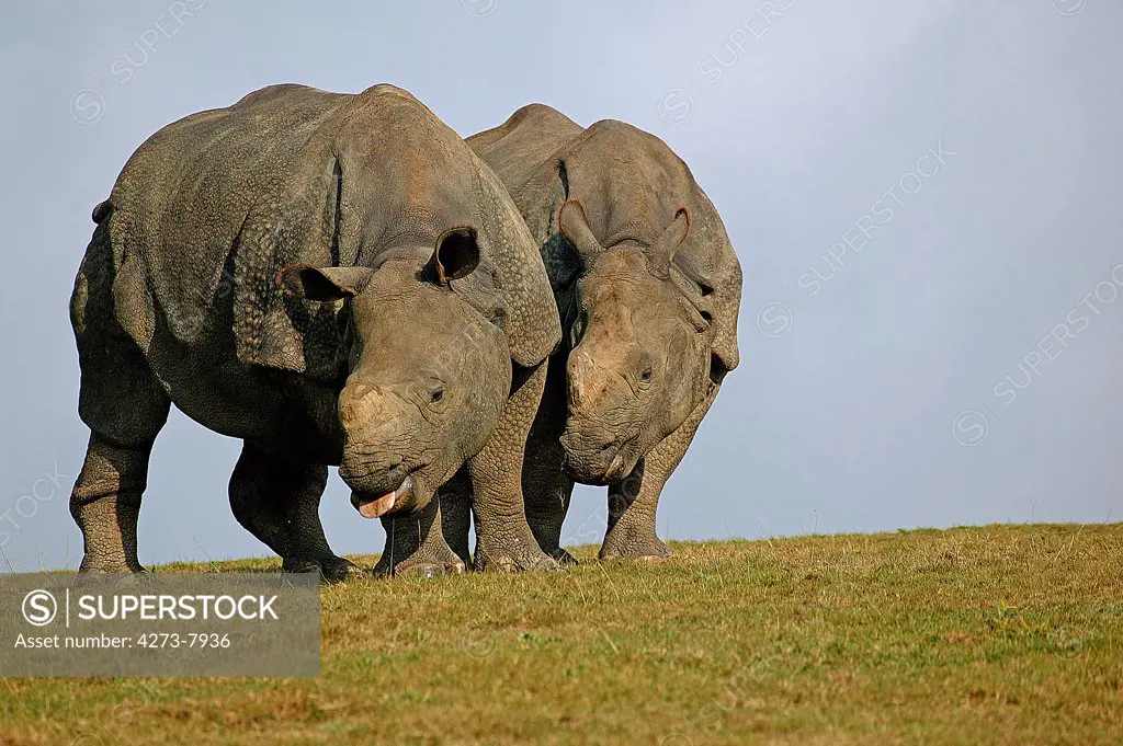 Indian Rhinoceros Rhinoceros Unicornis