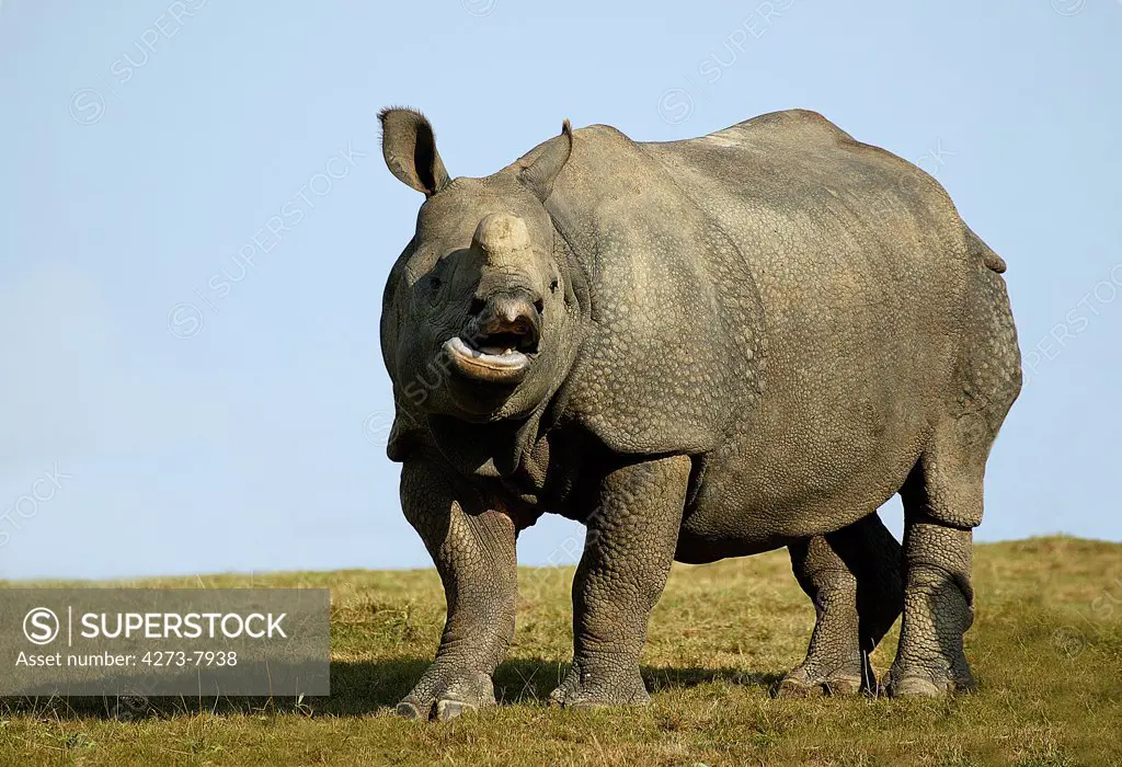 Indian Rhinoceros Rhinoceros Unicornis, Adult Calling Out