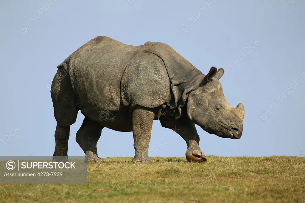 Indian Rhinoceros, Rhinoceros Unicornis, Adult Standing On Grass Against Blue Sky