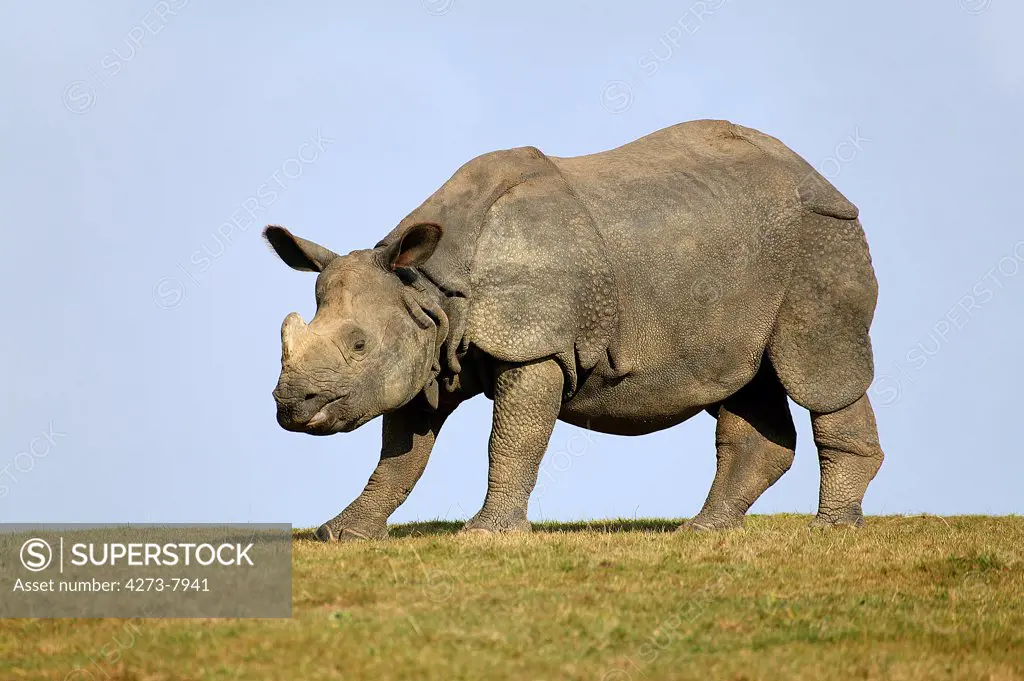 Indian Rhinoceros, Rhinoceros Unicornis, Adult Standing On Grass Against Blue Sky