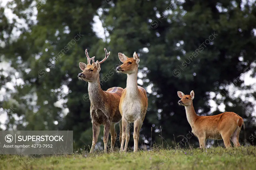 Barasingha Deer Or Swamp Deer Cervus Duvauceli, Male With Females
