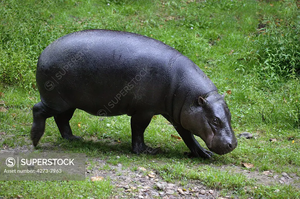 Pygmy Hippopotamus, Choeropsis Liberiensis, Adult Walking On Grass