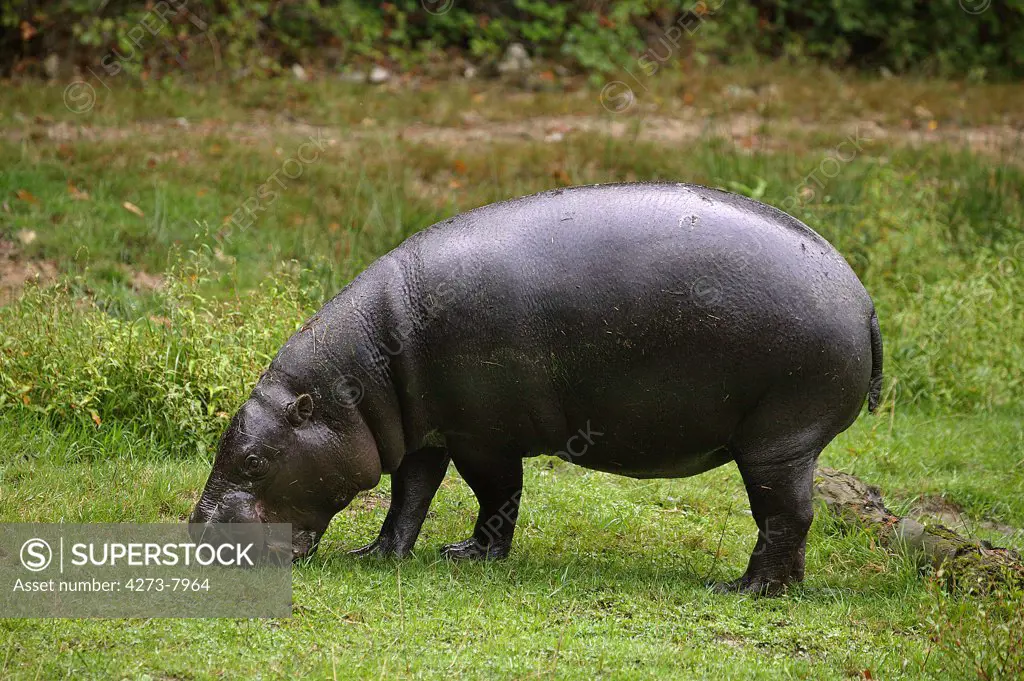 Pygmy Hippopotamus, Choeropsis Liberiensis, Adult Eating Grass