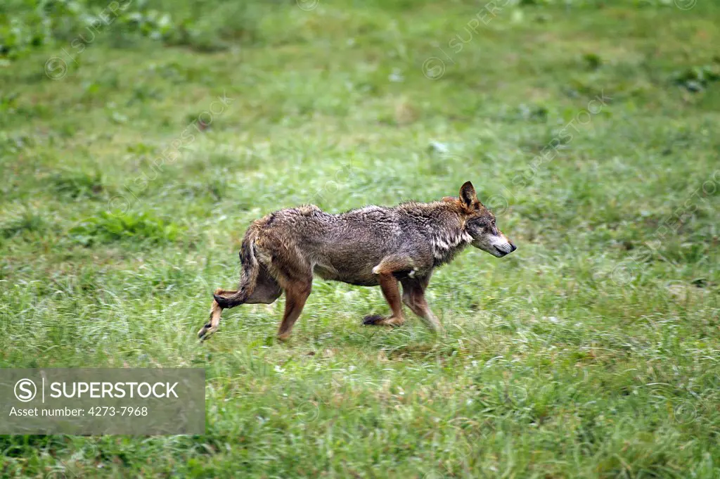 Iberian Wolf Canis Lupus Signatus, Adult Running Through Meadow