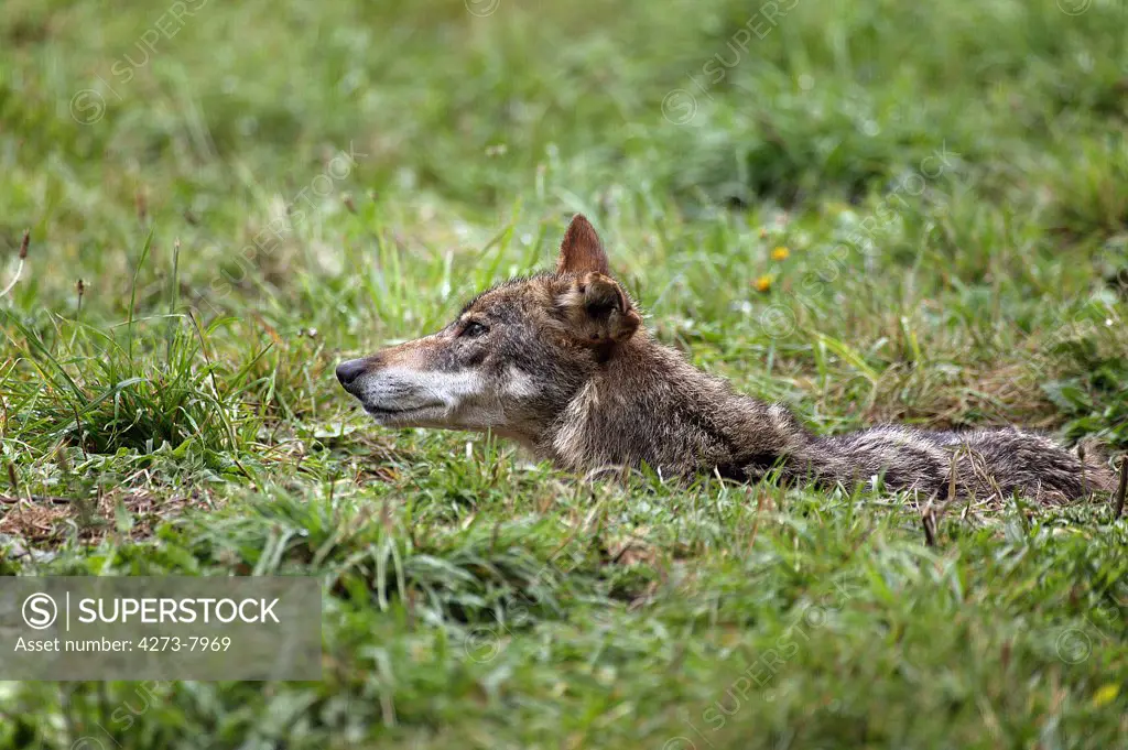 Iberian Wolf Canis Lupus Signatus, Adult Hidden In Grass