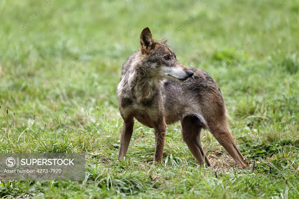 Iberian Wolf Canis Lupus Signatus, Adult Standing On Grass