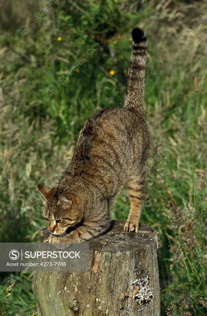 Brown Tabby Domestic Cat Sharpening Its Claws On Tree Stump