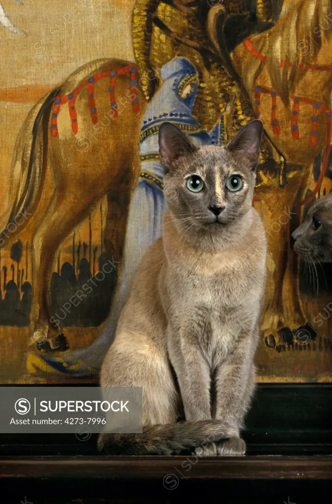 Tonkinese Domestic Cat, Adult Sitting In Front Off Tapestry