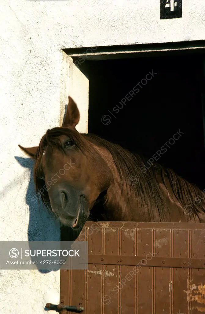 French Trotter Horse, Head At Loose Box'S Door