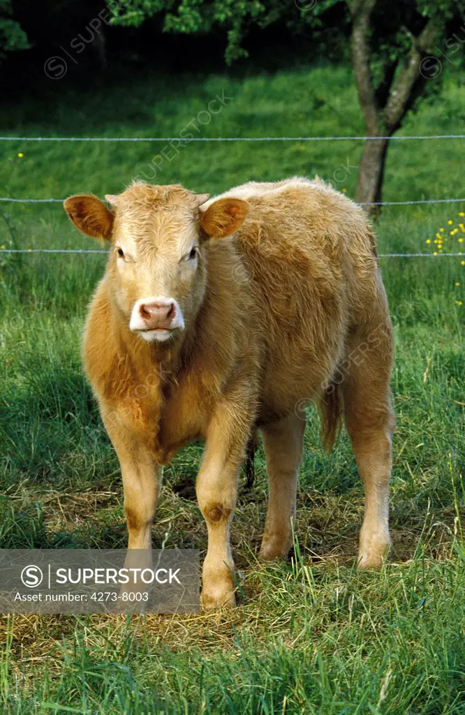 Limousin Cattle, A French Breed, Calf Standing On Grass E
