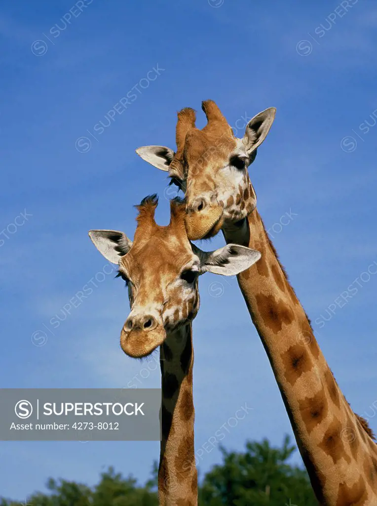 Rothschild'S Giraffe, Giraffa Camelopardalis Rothschildi
