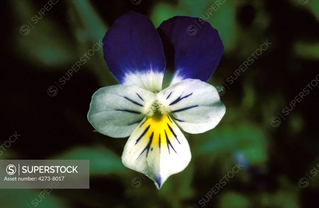 Heartsease, Viola Tricolor