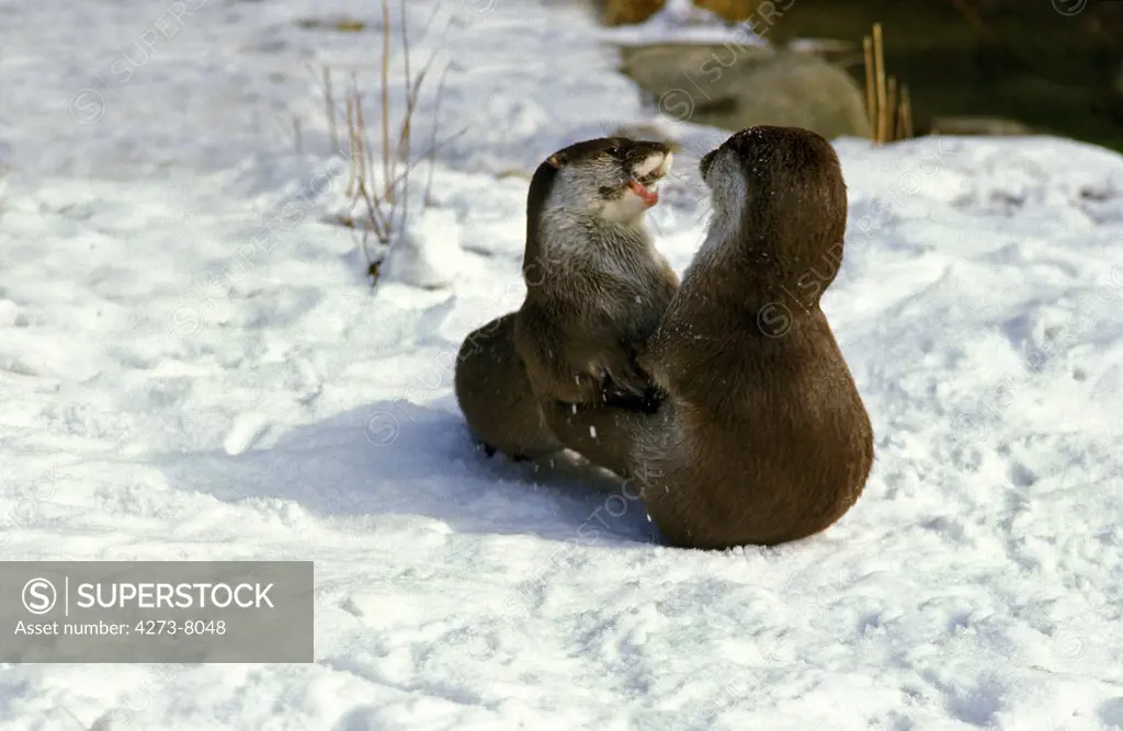 European Otter, Lutra Lutra, Adults Playing On Snow