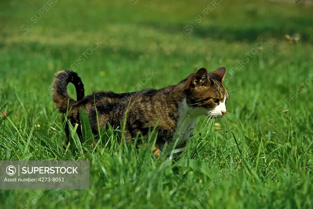 Brown Tabby And White Domestic Cat, Adult Hunting On Grass