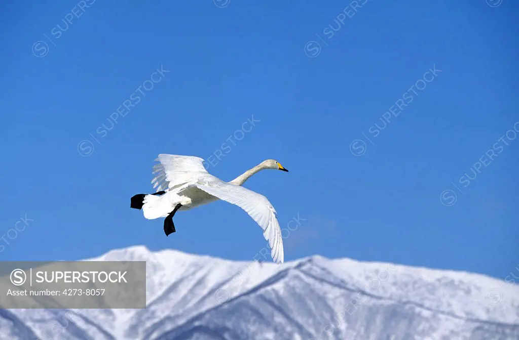 Whooper Swan, Cygnus Cygnus, Adult In Flight, Hokkaido Island In Japan