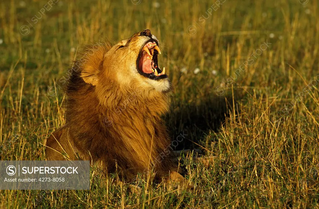 African Lion, Panthera Leo, Male Roaring, Kenya