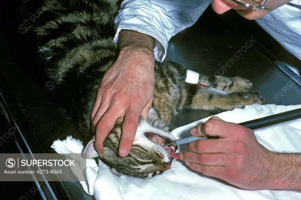 Domestic Cat, Adult With Wet Performing Dental Scaling Of Teeth