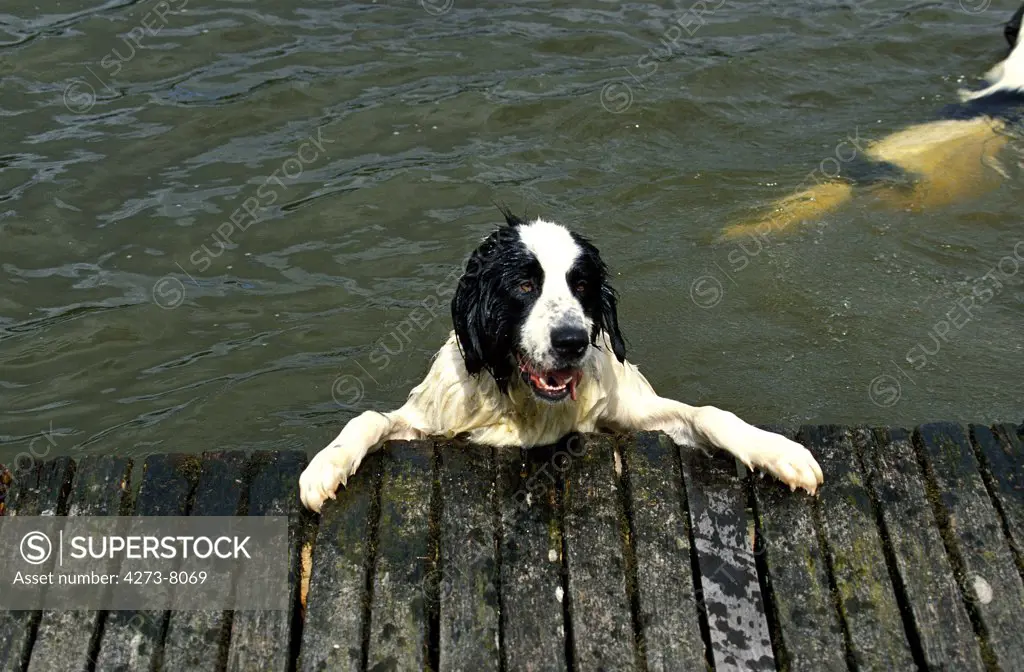 Landseer Dog, Adult Standing In Water