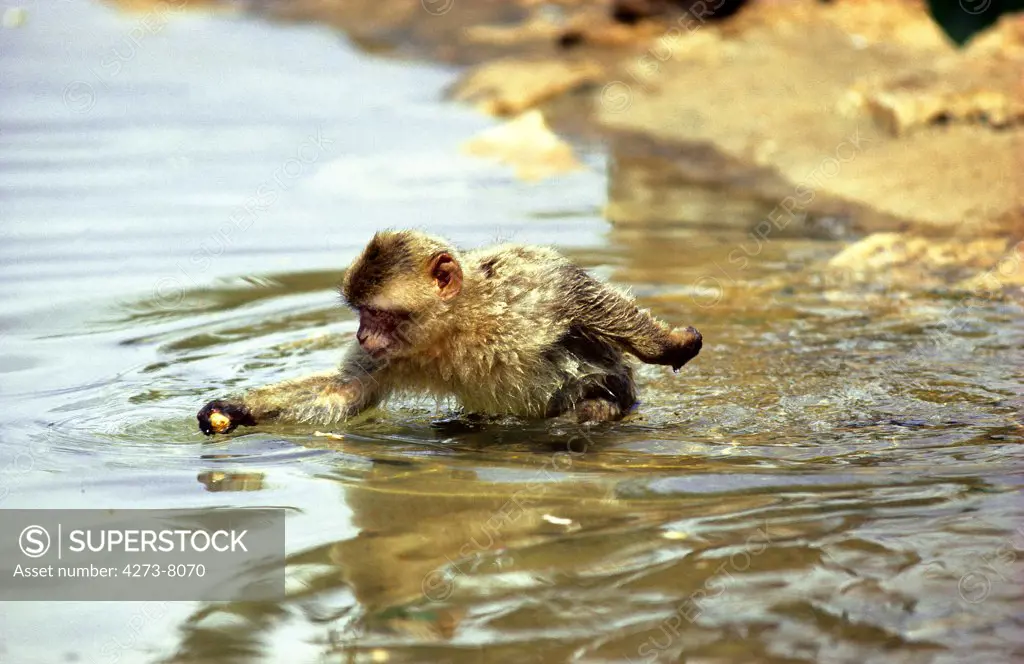 Barbary Macaque, Macaca Sylvana, Adult Standing In Water