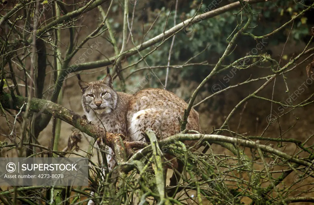European Lynx, Felis Lynx, Adult Perched In Tree