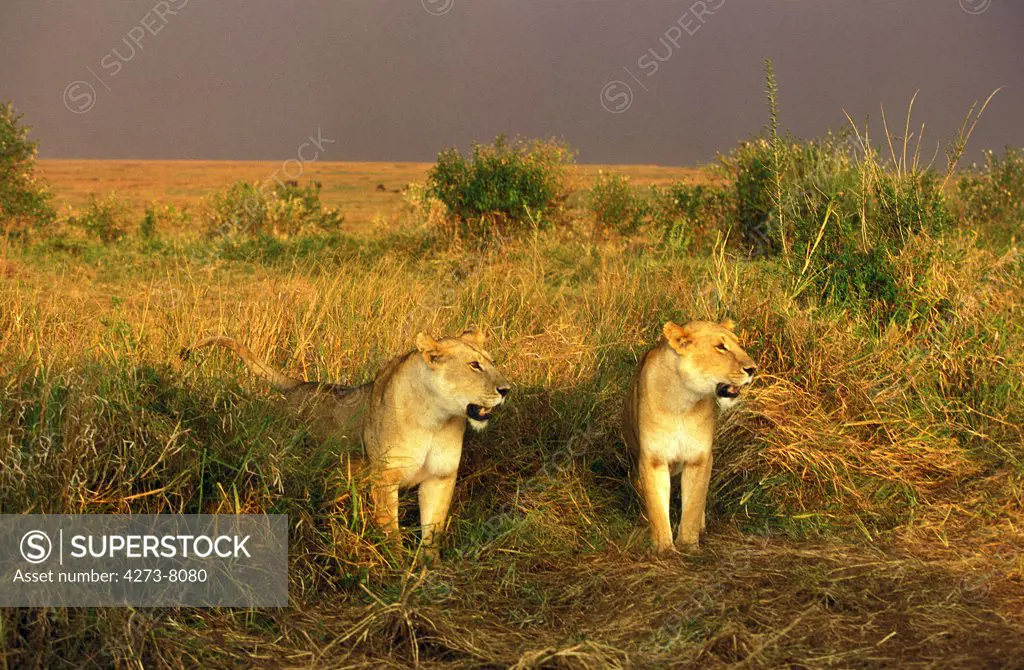 African Lion, Panthera Leo, Females In Savannah, Masai Mara Park In Kenya