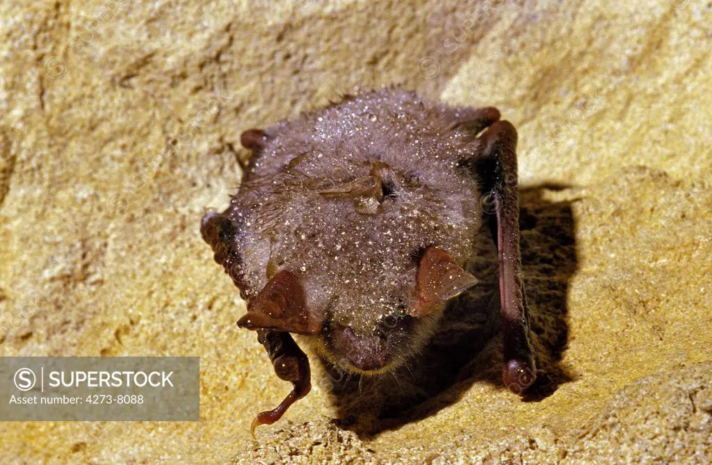 Mouse-Eared Bat, Myotis Myotis, Adult Hibernating In A Cave, Humidity Drops On Its Back