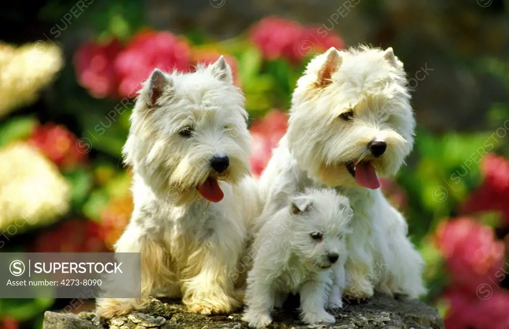 West Highland White Terrier, Adults With Pup Sitting Near Flowers