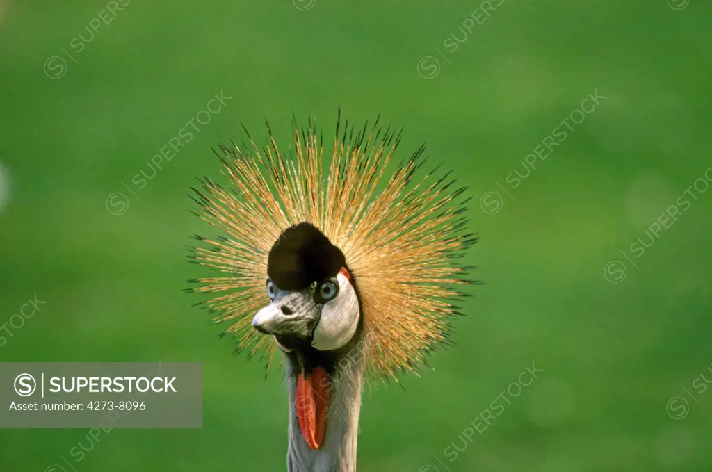 Grey-Crowned Crane Balearica Regulorum, Portrait Of Adult, Nakuru Park In Kenya