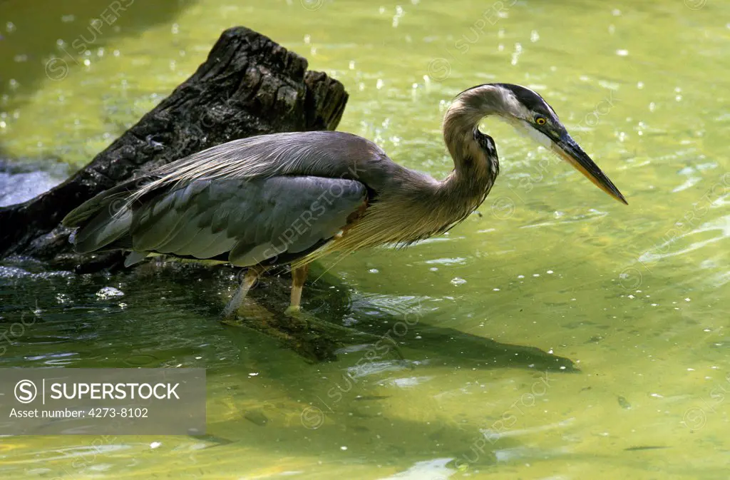 Grey Heron, Ardea Cinerea, Adult Standing In Pond