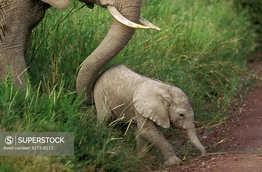 African Elephant, Loxodonta Africana, Mother With Calf, Kenya