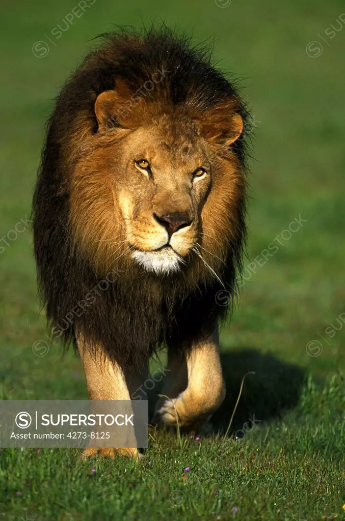 African Lion, Panthera Leo, Male Walking On Grass