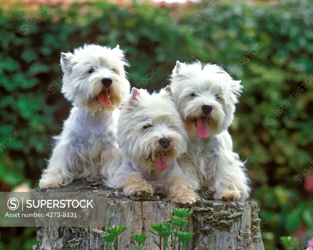 West Highland White Terrier, Adults Standing On Stump
