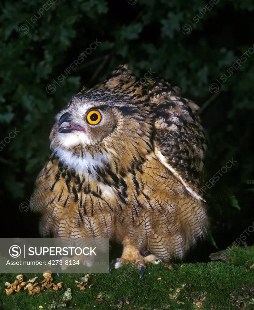 European Eagle Owl, Bubo Bubo, Adult In Defensive Posture