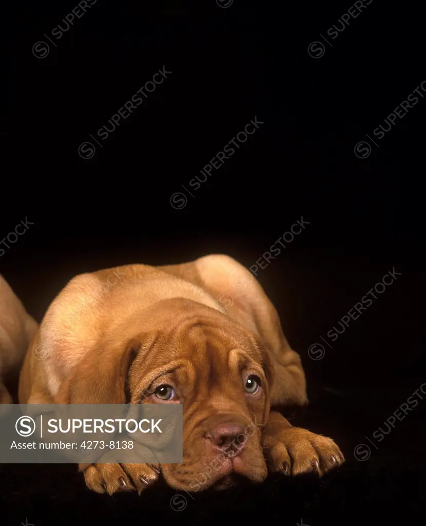 Bordeaux Mastiff Dog, Pup Laying Down Against Black Background