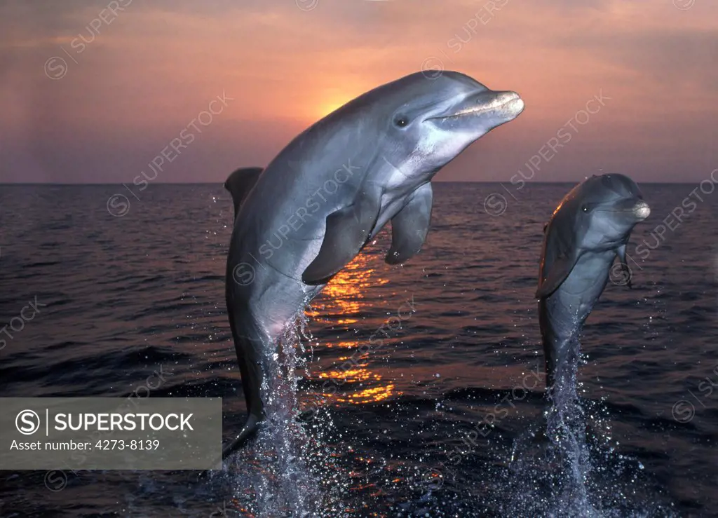 Bottlenose Dolphin, Tursiops Truncatus, Adults Leaping At Sunset, Honduras