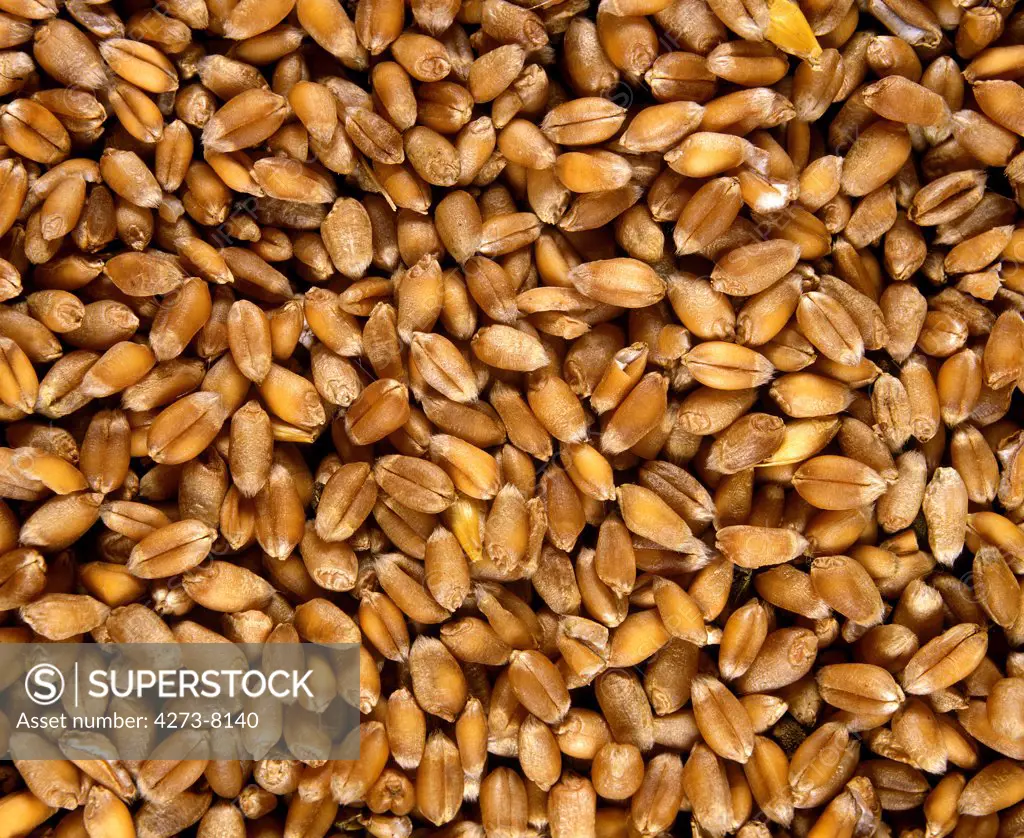 Close-Up Of Wheat Seeds, Triticum Sp