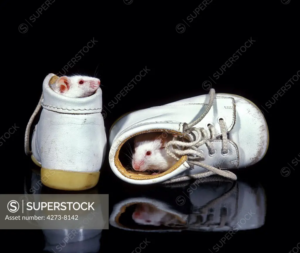 White Mouse Mus Musculus, Pair Playing In Shoes