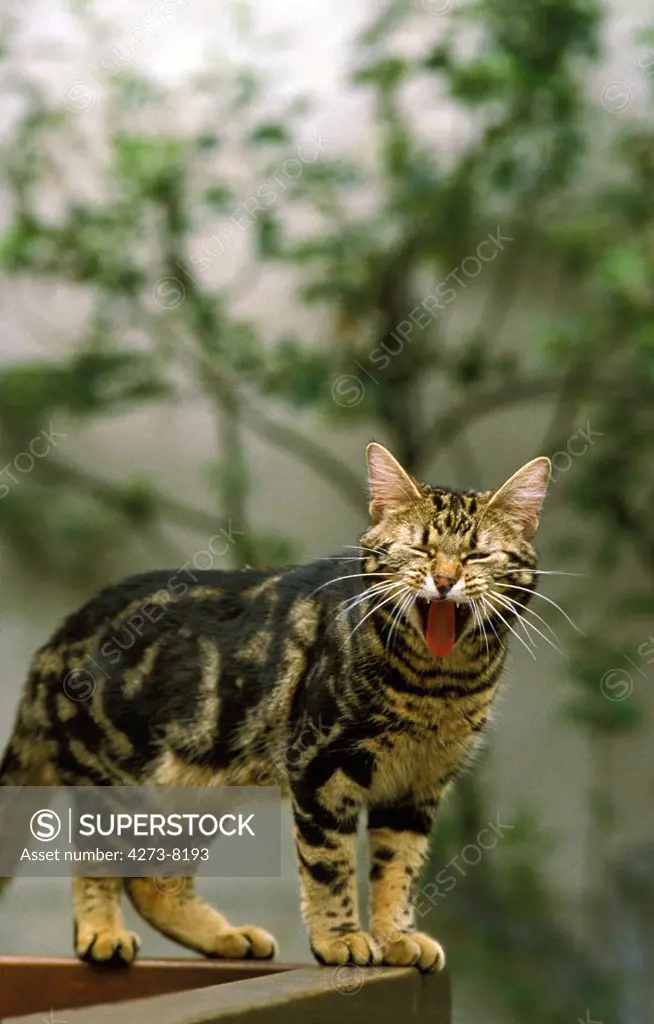 European Brown Tabby Domestic Cat, Adult Yawning